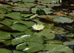 Mincio Park (Mantova), ninpheas